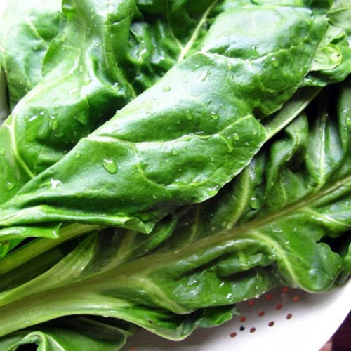 Szpinak Warzywny Matador nasiona XXL 500g