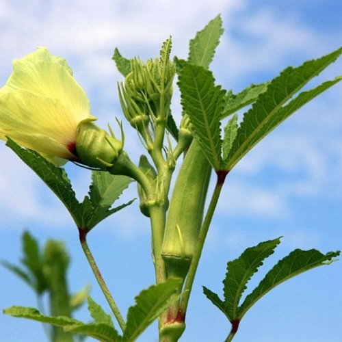 Okra Ketmia Jadalna Clemson Spineless nasiona 1g