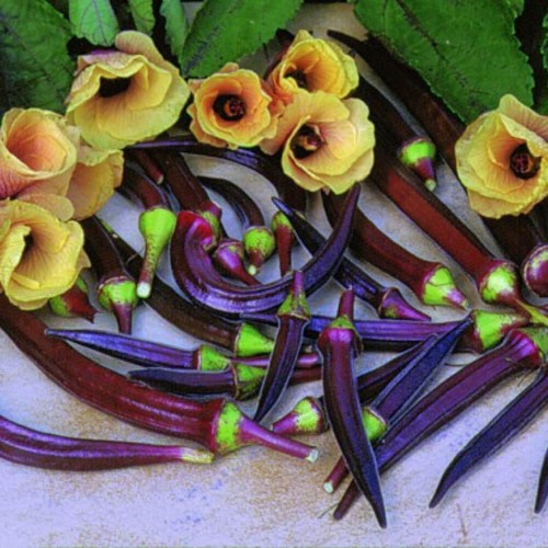Okra Ketmia Jadalna Burgundy nasiona 2G