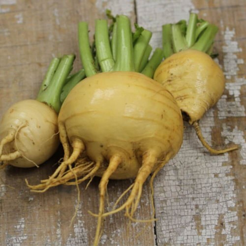 Rzepa Jadalna Golden Ball nasiona 5g