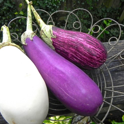 Oberżyna Mieszanka Odmian nasiona 0,5g