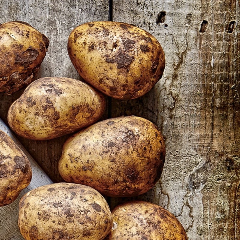 Ziemniak Sadzeniak Solhy nasiona (1).jpg