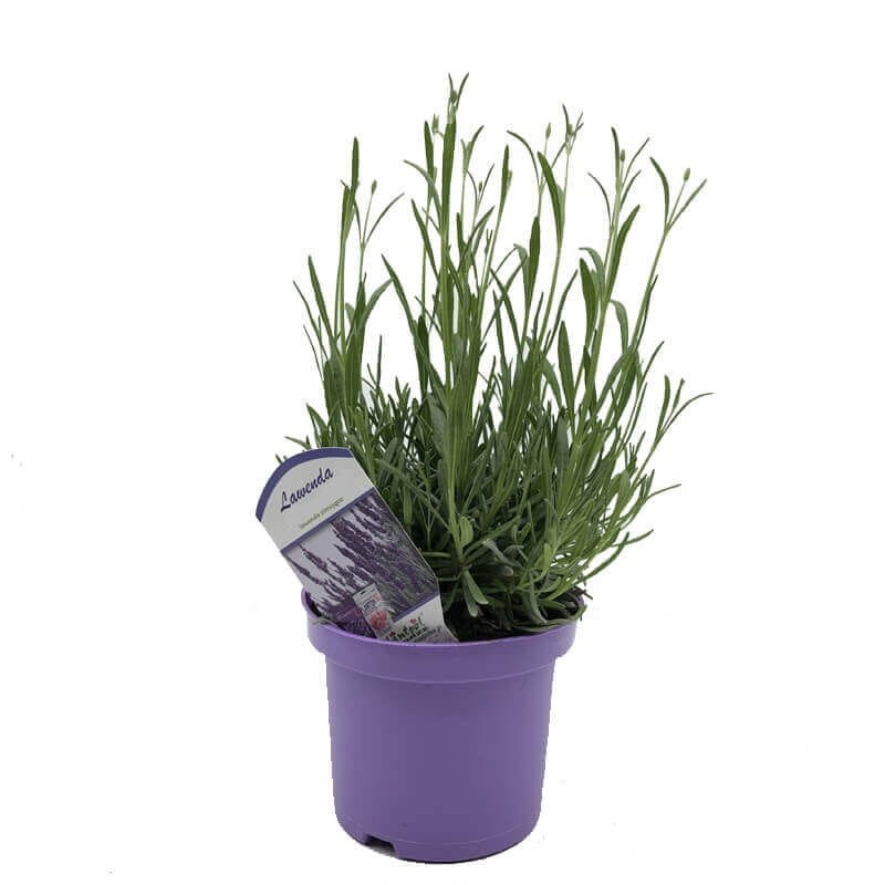 Lawenda wąskolistna Munstead (Lavandula angustifolia) Sadzonka C1,5.jpg