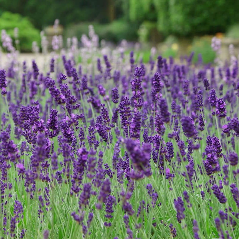 Lawenda Platinum Nico® (Lavandula) Sadzonka C1,5.jpg