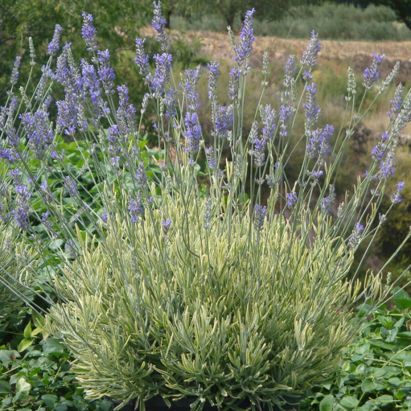 Lawenda Platinum Blond (Lavandula angustifolia) Sadzonka C1,5  (2).jpg
