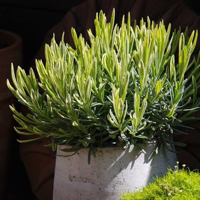 Lawenda Platinum Blond (Lavandula angustifolia) Sadzonka C1,5.jpg