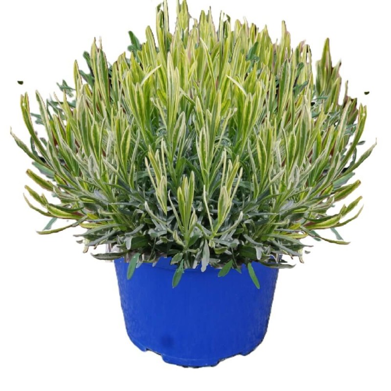 Lawenda Platinum Blond (Lavandula angustifolia) Sadzonka C1,5  (1).JPG