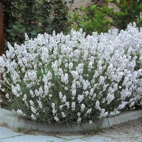 Lawenda biała (Lavandula angustifolia) Sadzonka C1,5  (2).jpg