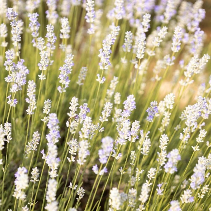 Lawenda biała (Lavandula angustifolia) Sadzonka C1,5  (1).jpg