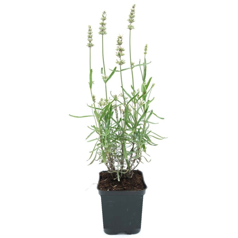 Lawenda biała (Lavandula angustifolia) Sadzonka C1,5.jpg