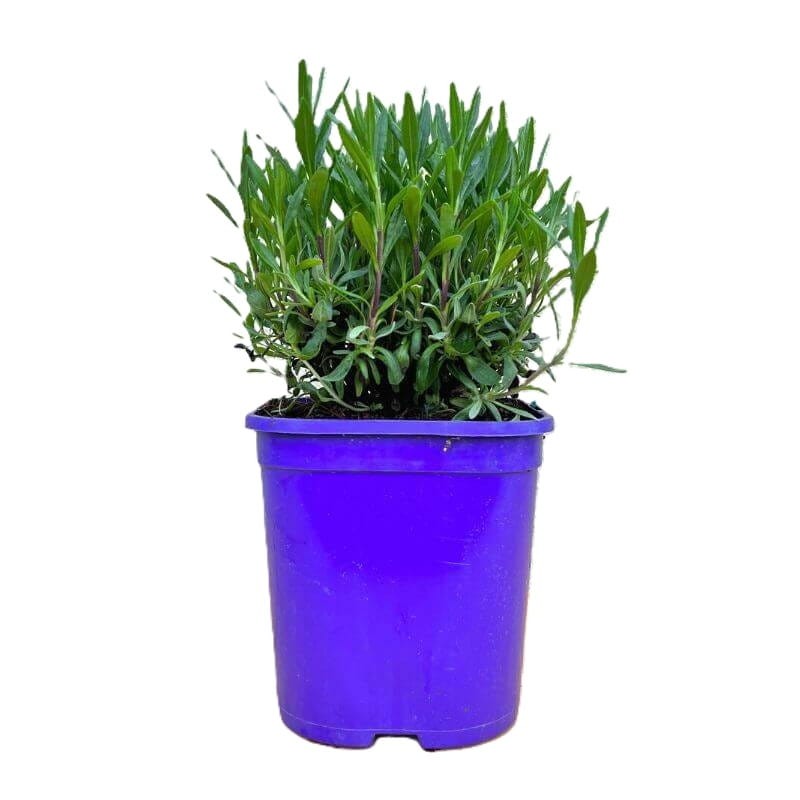 Lawenda Hidcote Blue Strain (Lavandula angustifolia) Sadzonka P9 (2).jpg