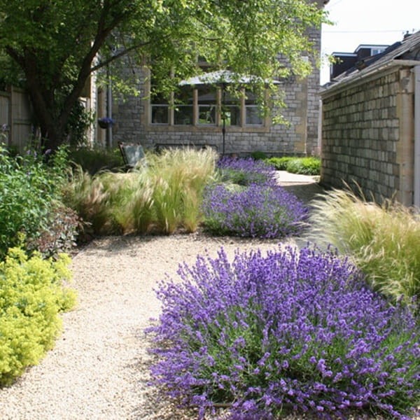 Lawenda Hidcote Blue Strain (Lavandula angustifolia) Sadzonka P9 (3).jpg