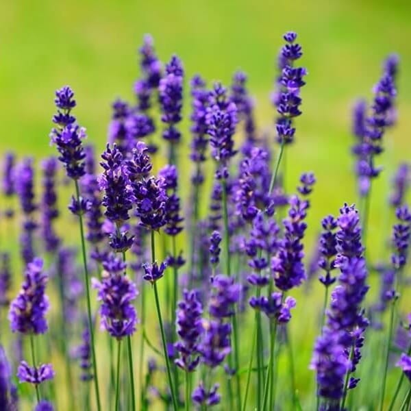 Lawenda Hidcote Blue Strain (Lavandula angustifolia) Sadzonka P9.jpg