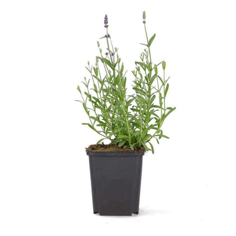 Lawenda ogrodowa (Lavandula vera) Sadzonka P9.jpg