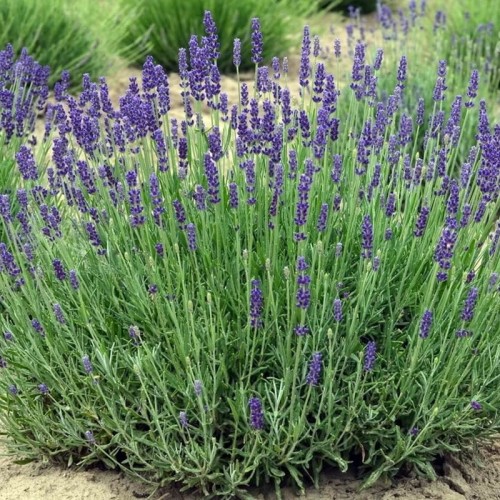 Lawenda ogrodowa sadzonka P9