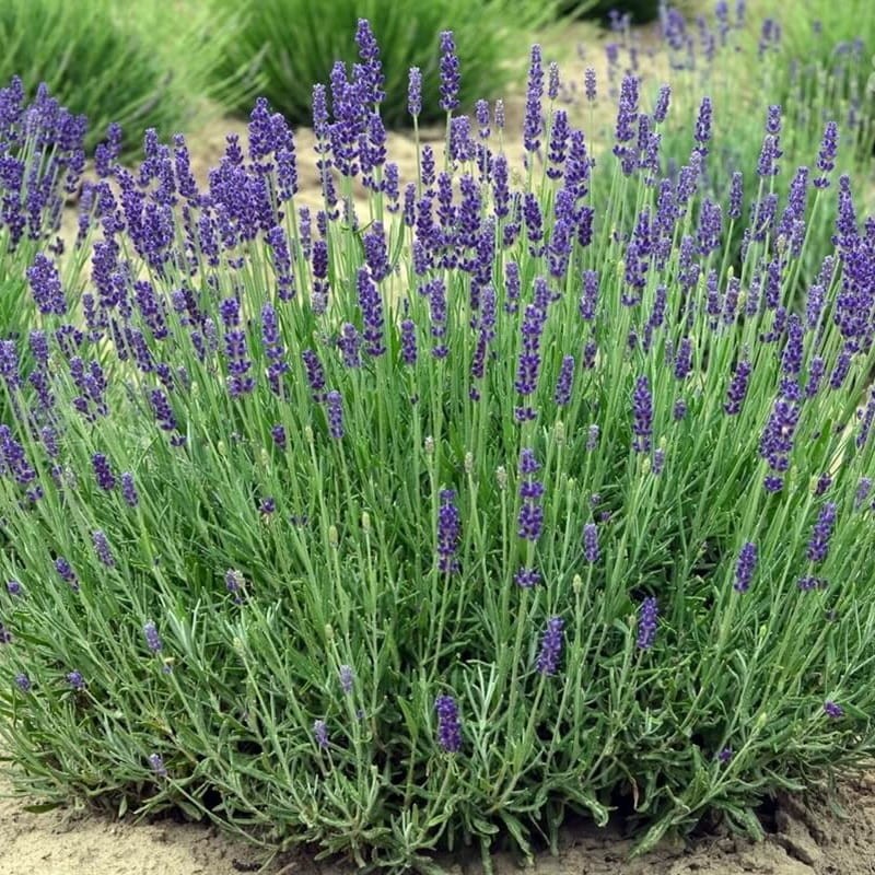 Lawenda ogrodowa (Lavandula vera) Sadzonka P9 (2).jpg