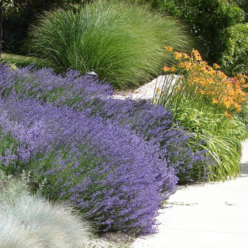 Lawenda ogrodowa (Lavandula vera) Sadzonka P9 (3).jpg