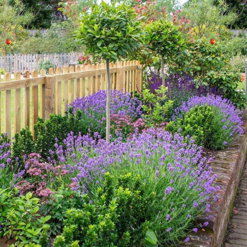 Lawenda Hidcote (Lavandula angustifolia) Sadzonka C2 (2).jpg