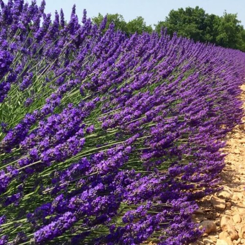 Lawenda Hidcote sadzonka C2