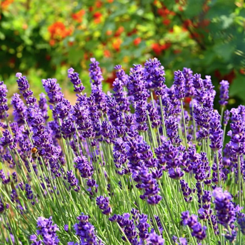 Lawenda Na Pniu (Lavendula Angustifolia) Sadzonka P14 30-40Cm (3).jpg