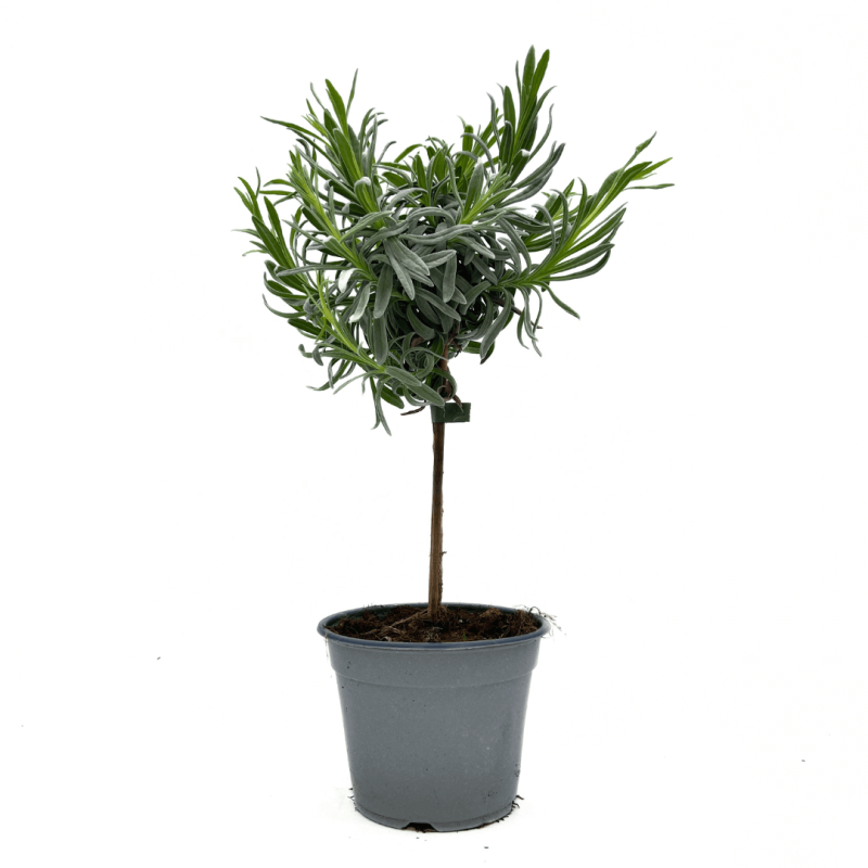 Lawenda Na Pniu (Lavendula Angustifolia) Sadzonka P14 30-40Cm.png