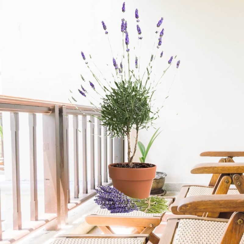 Lawenda Na Pniu (Lavendula Angustifolia) Sadzonka P14 30-40Cm (4) (1).jpg