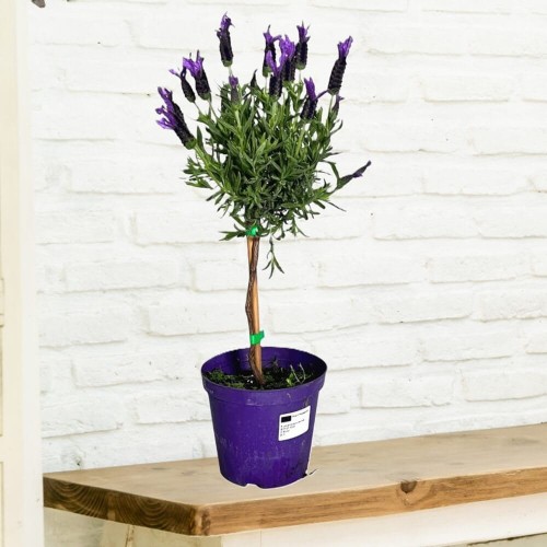 Lawenda Francuska Na Pniu sadzonka P14 40-50Cm