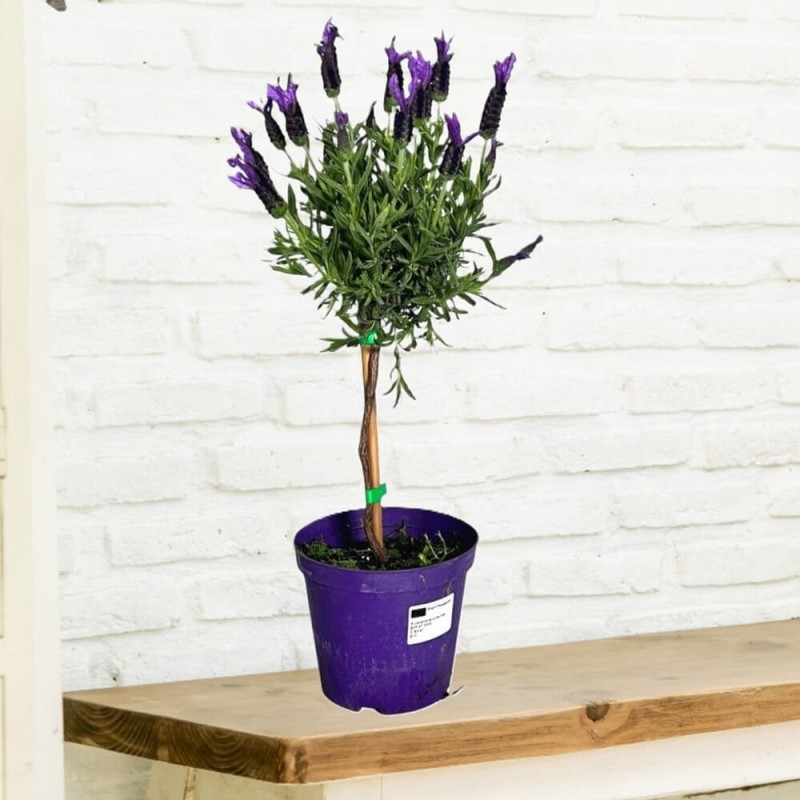 Lawenda Francuska Na Pniu (Lavendula Stoechas) Sadzonka P14 40-50Cm.jpg