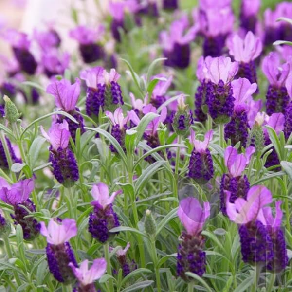 Lawenda Francuska Na Pniu (Lavendula Stoechas) Sadzonka P14 40-50Cm (2).jpg