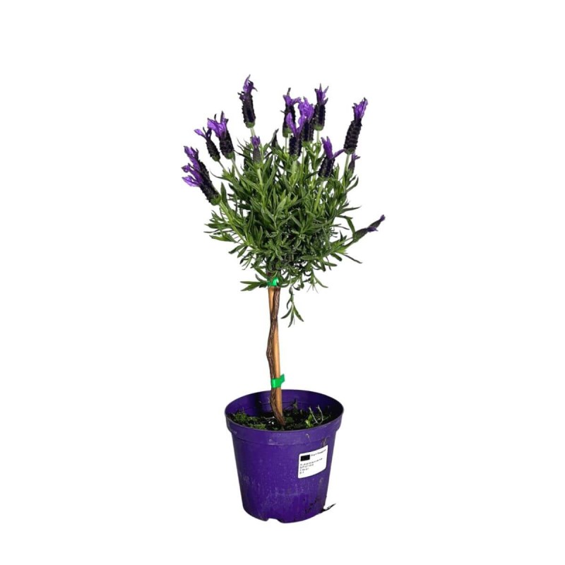 Lawenda Francuska Na Pniu (Lavendula Stoechas) Sadzonka P14 40-50Cm (3).jpg