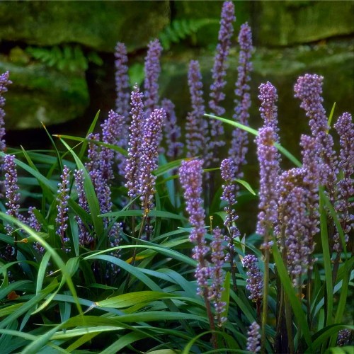 Liriope Szafirkowa Big Blue sadzonka P9