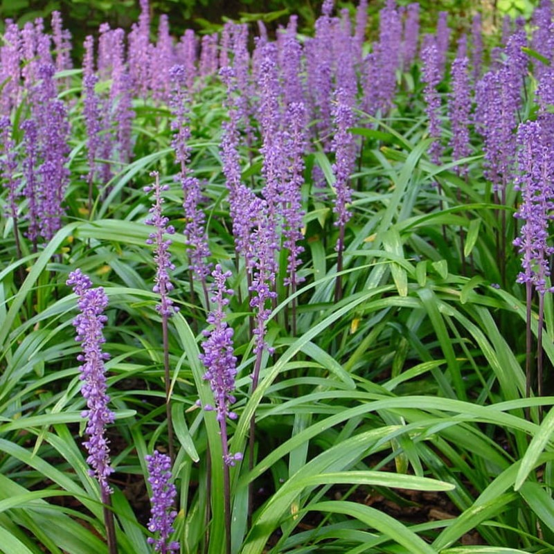 Liriope Szafirkowa Big Blue (Liriope Muscari) Sadzonka P9 (3).jpg