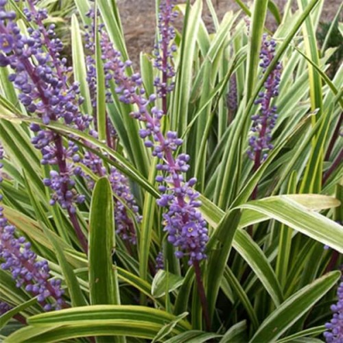 Liriope Szafirkowa Gold Banded sadzonka P9