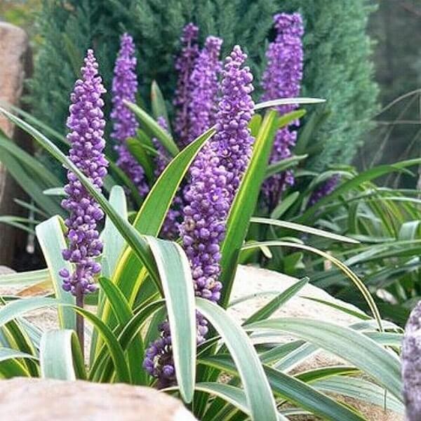 Liriope Szafirkowa Gold Banded (Liriope muscari) Sadzonka P9 (2) (1).jpg