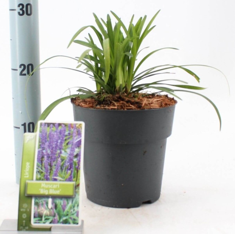 Liriope Szafirkowa Gold Banded (Liriope muscari) Sadzonka P9 (3).jpg
