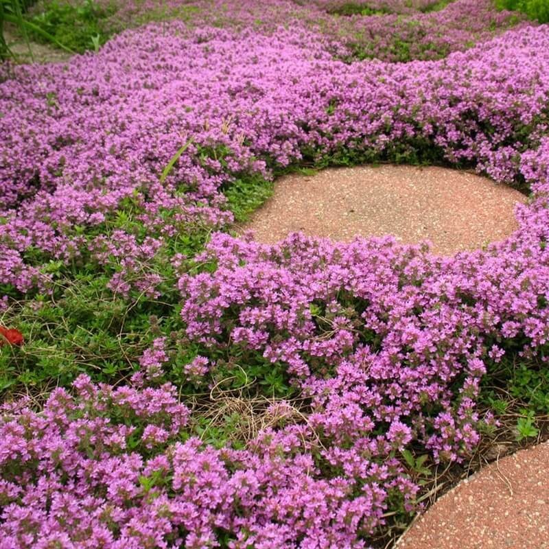 Macierzanka piaskowa lilaróżowa (Thymus serpyllum) Sadzonka (1).jpg