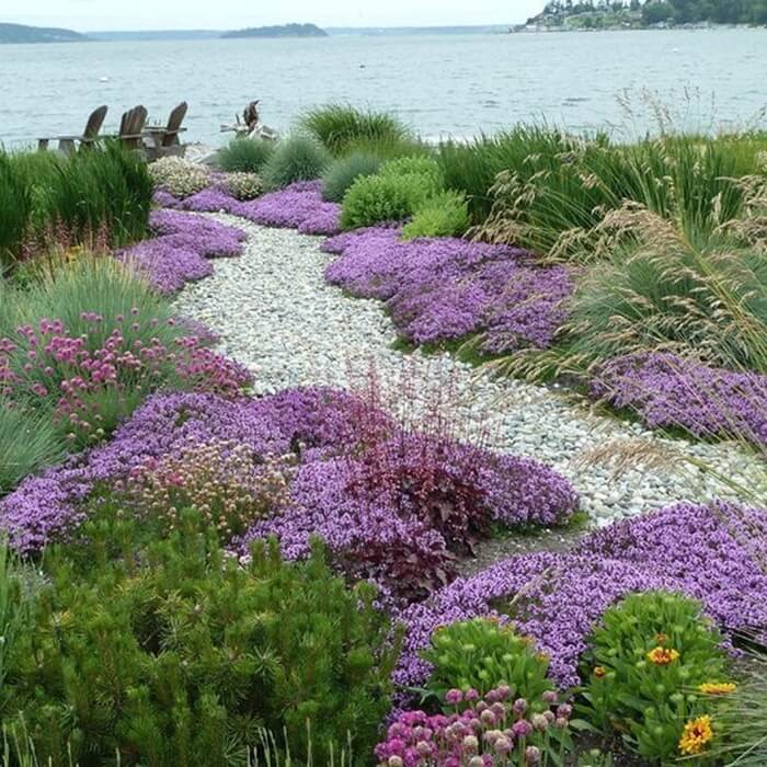 Macierzanka piaskowa lilaróżowa (Thymus serpyllum) Sadzonka (3).jpg