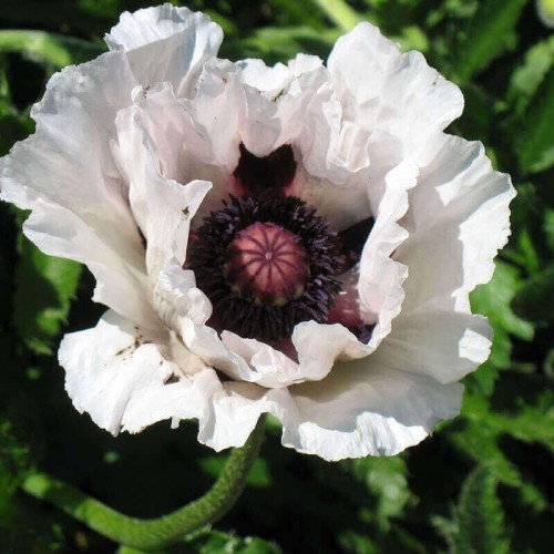 Mak Wschodni Royal Wedding sadzonka C2