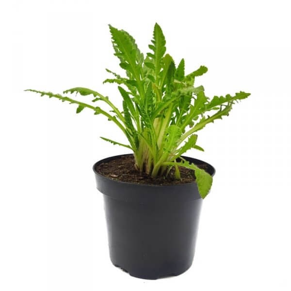 Mak Wschodni Royal Wedding (Papaver orientale) Sadzonka C2 (3).jpg