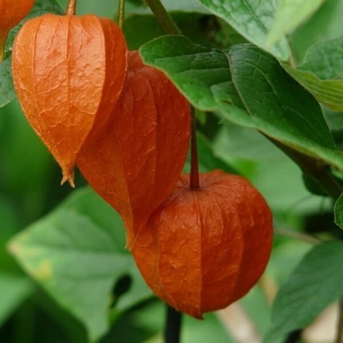 Miechunka Rozdęta - chiński Lampion sadzonka P9