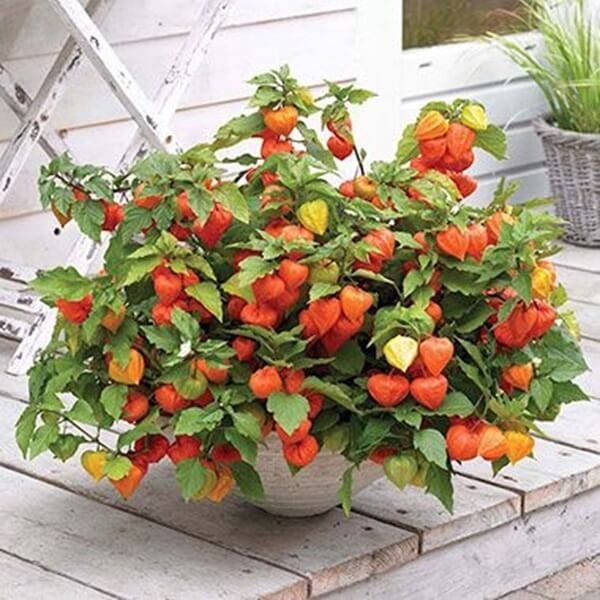 Miechunka Rozdęta - Chiński Lampion (Physalis) Sadzonka P9 (3).jpg