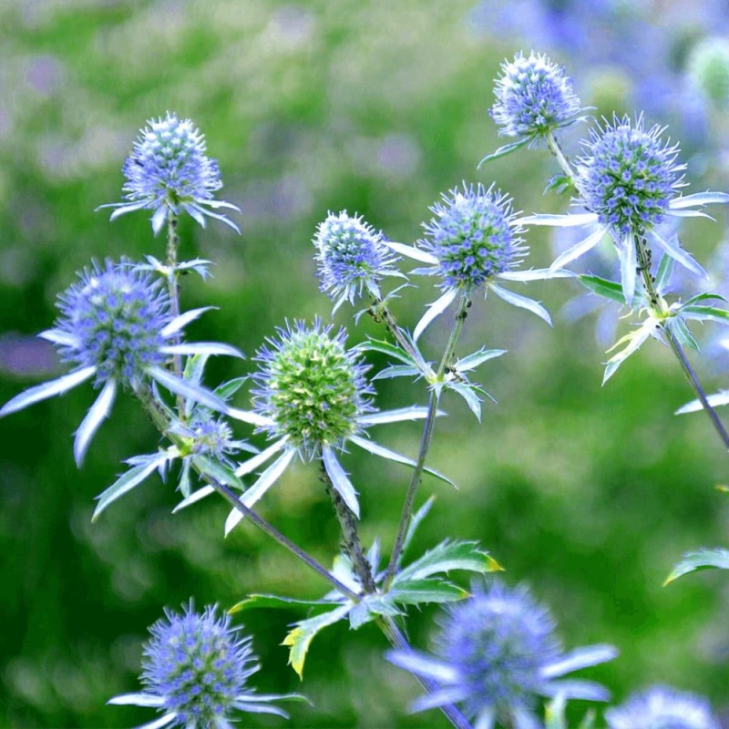 Mikołajek płaskolistny (Eryngium planum) Sadzonka  (3).jpg