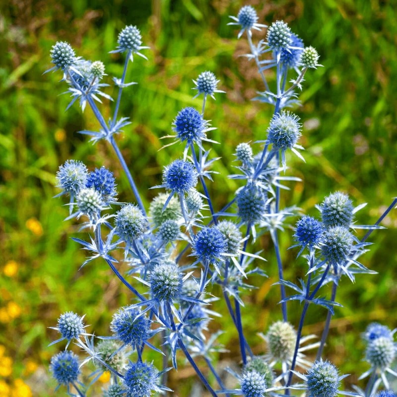 Mikołajek płaskolistny (Eryngium planum) Sadzonka  (2).jpg