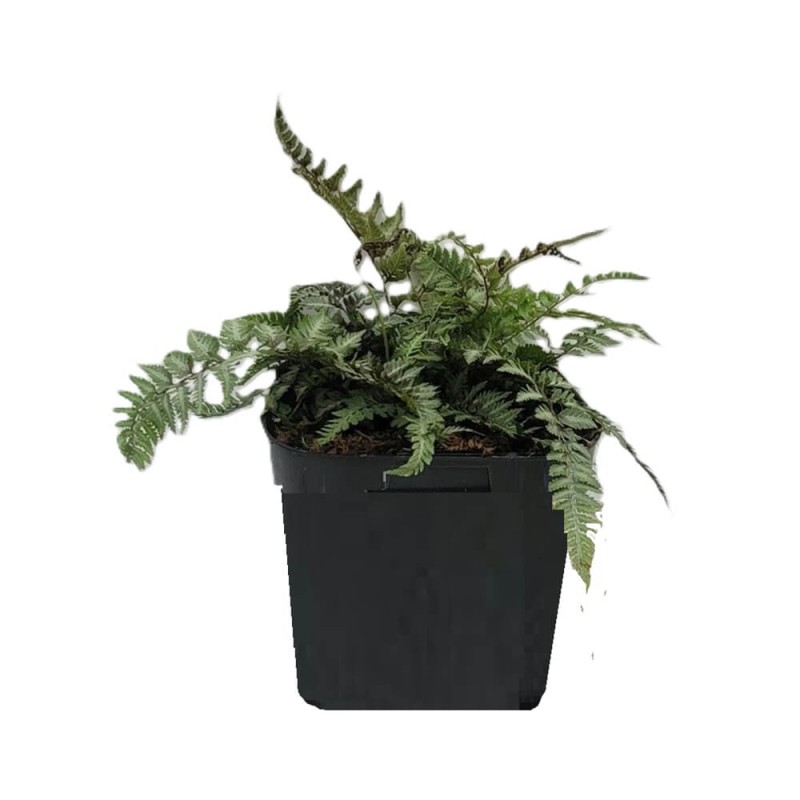 Paproć Wietlica Burgundy Lace (Athyrium nipponicum) Sadzonka (1).jpg