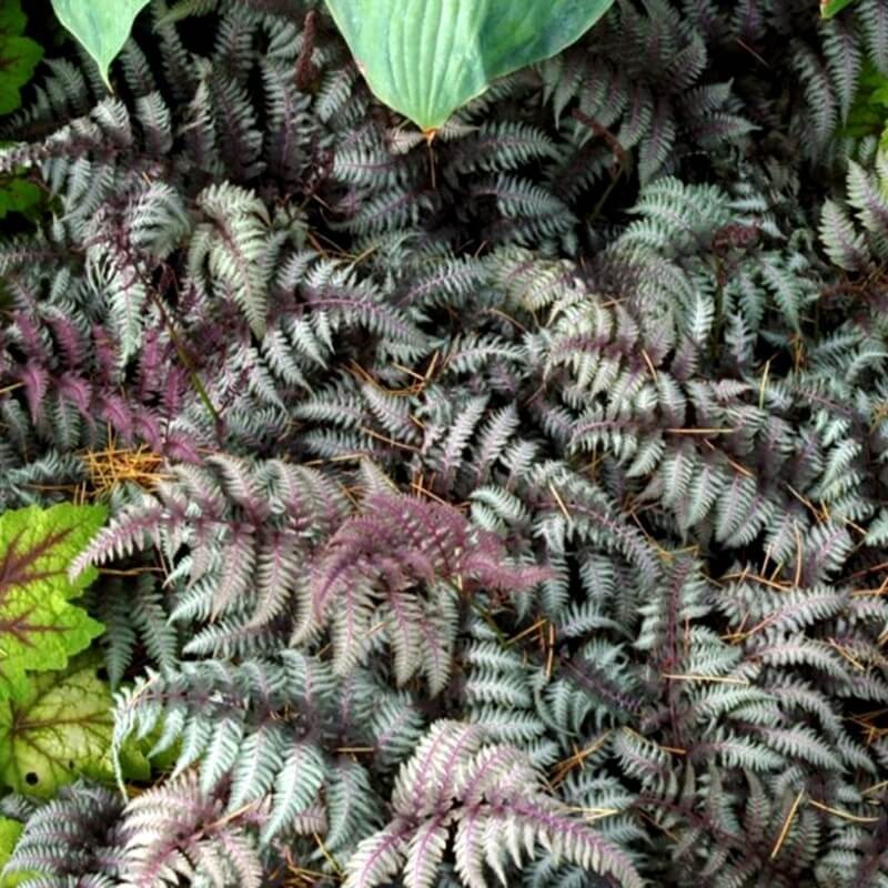Paproć Wietlica Burgundy Lace (Athyrium nipponicum) Sadzonka (2).jpg