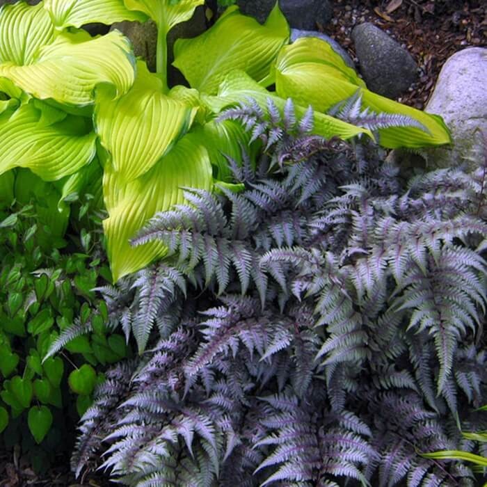 Paproć Wietlica Burgundy Lace (Athyrium nipponicum) Sadzonka (3).jpg