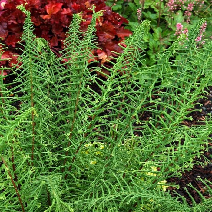 Paproć Wietlica Dre's Dagger (Athyrium filix-femina) Sadzonka (3).jpg
