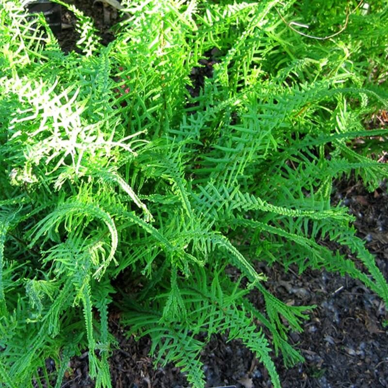 Paproć Wietlica Dre's Dagger (Athyrium filix-femina) Sadzonka (1).jpg