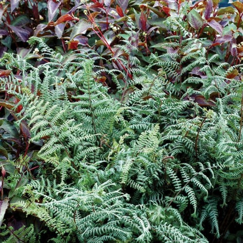 Paproć Wietlica Oceans Fury sadzonka