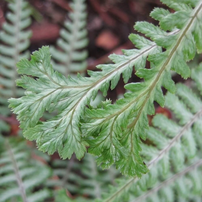 Paproć Wietlica Ocean's Fury (Athyrium filix-femina) Sadzonka (3).jpg